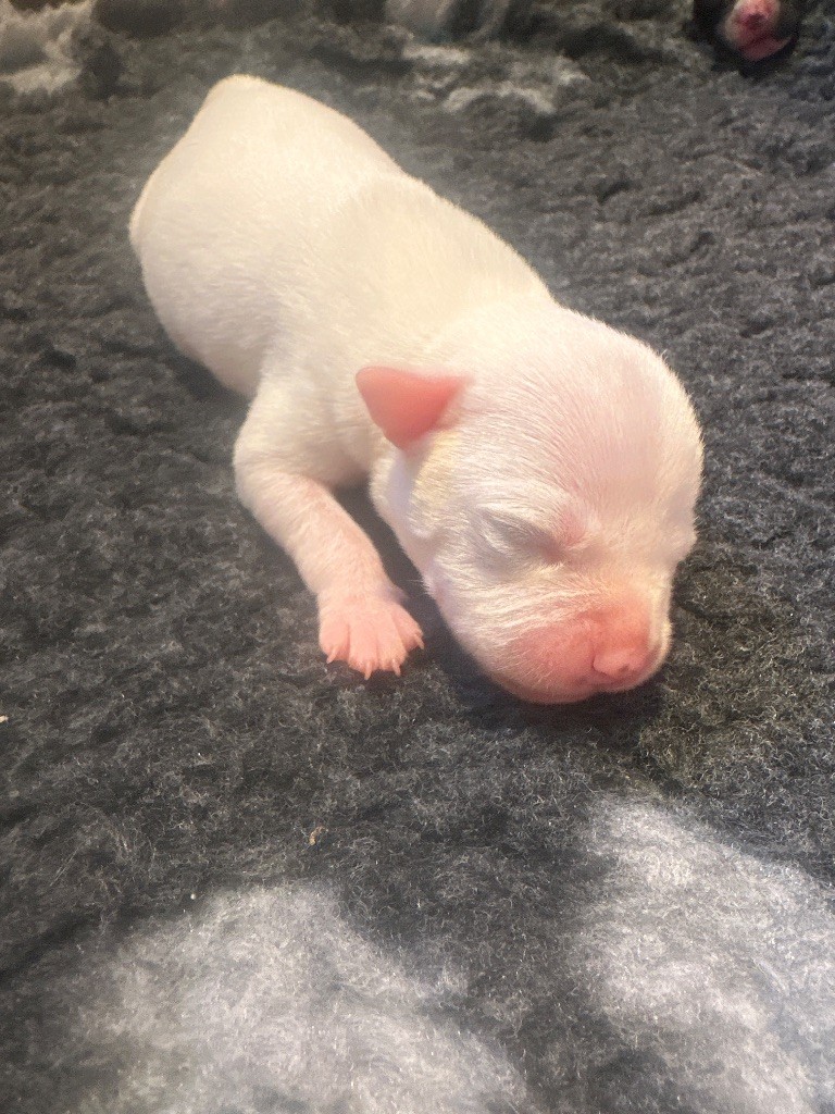 Alito’s - Chiots disponibles - Staffordshire Bull Terrier