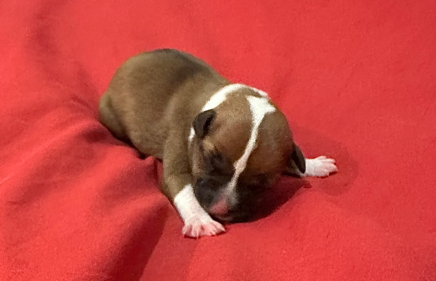 Alito’s - Chiots disponibles - Staffordshire Bull Terrier