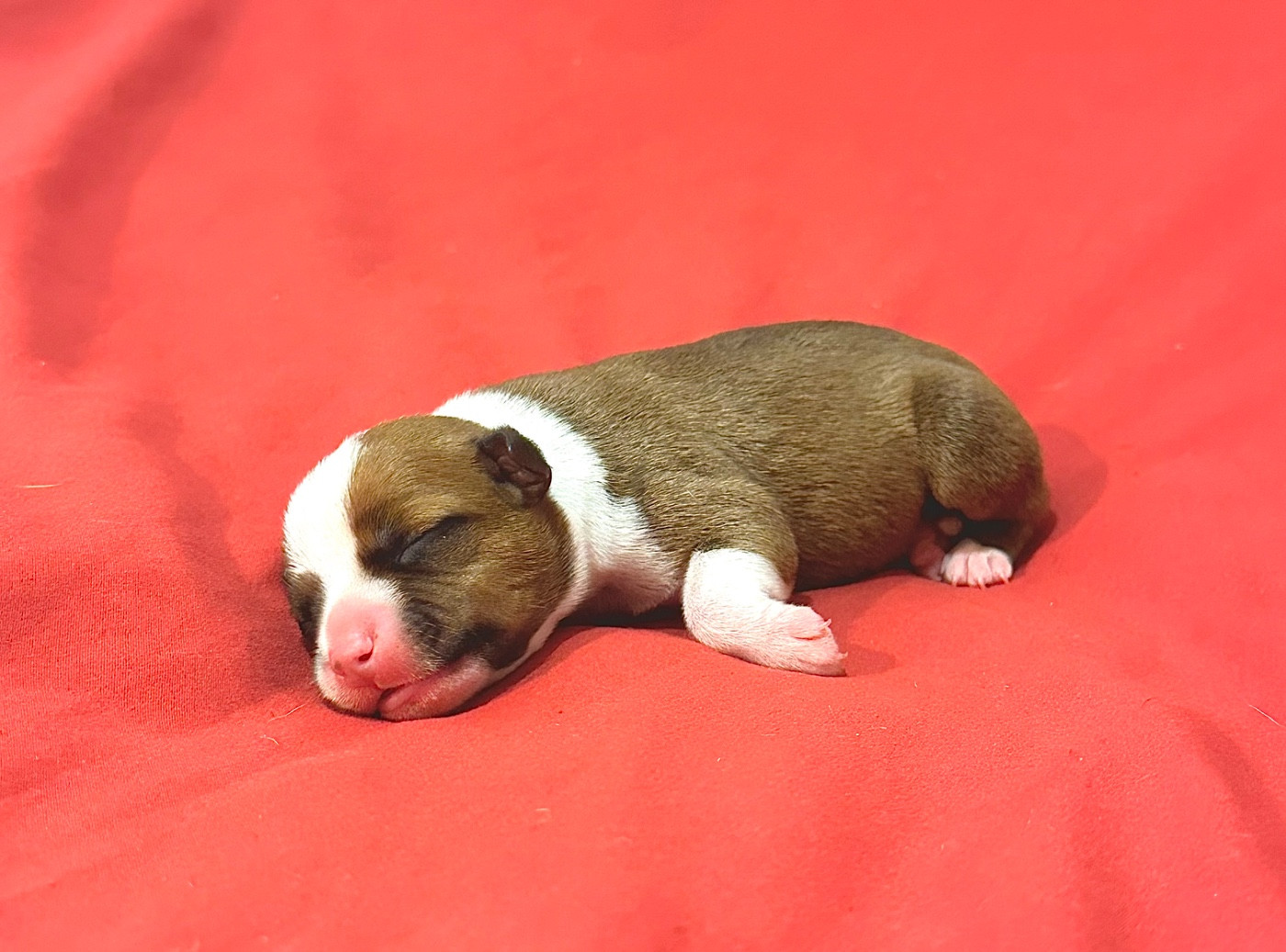Alito’s - Chiots disponibles - Staffordshire Bull Terrier