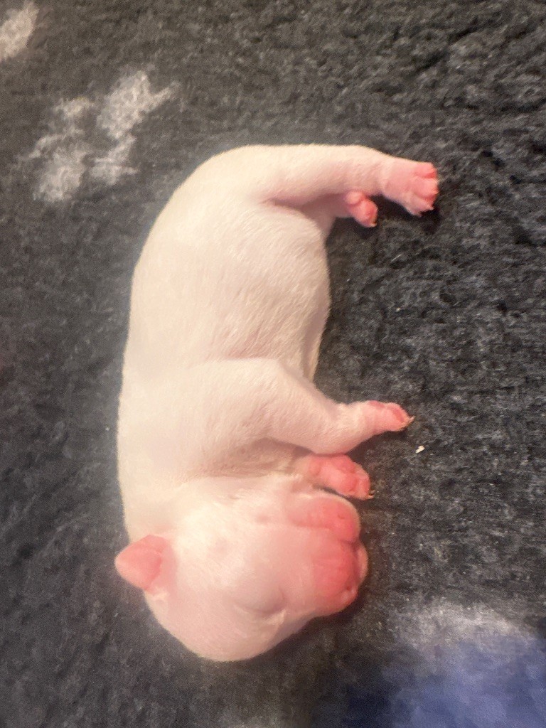 Alito’s - Chiots disponibles - Staffordshire Bull Terrier