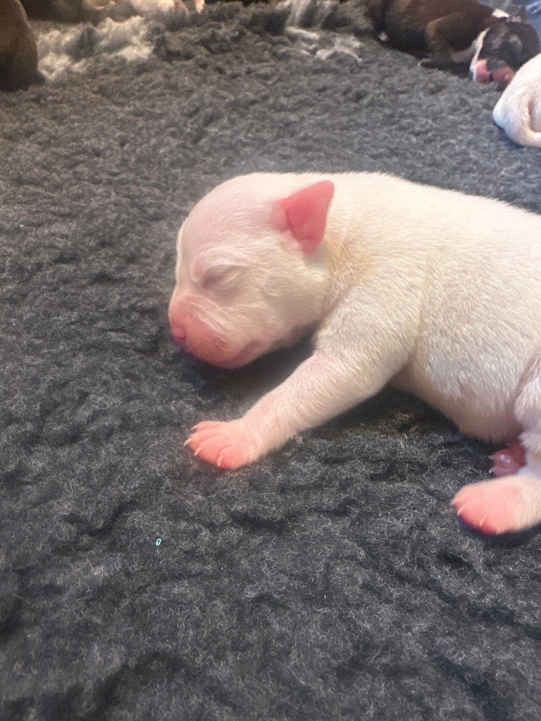 Alito’s - Chiots disponibles - Staffordshire Bull Terrier