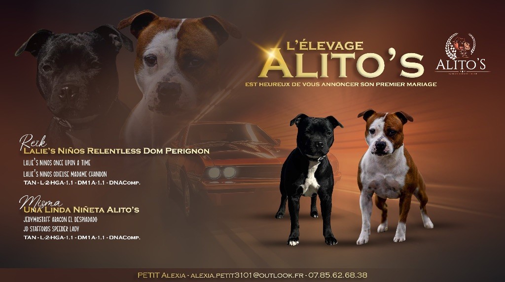 Chiot Staffordshire Bull Terrier Alito’s