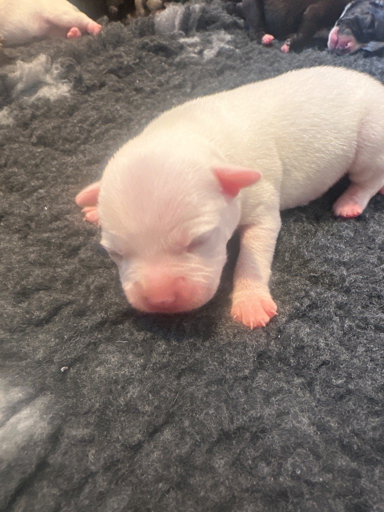 Alito’s - Chiots disponibles - Staffordshire Bull Terrier